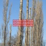 IMG-20200508-WA0018